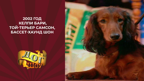 Дог-шоу «Я и моя собака». Келпи Бари, той-терьер Самсон, бассет-хаунд Шон. 2002 год