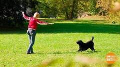 Танцуют все! Даже собаки! Доброе утро. Фрагмент 