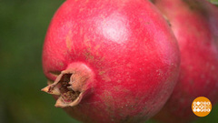 Гранат: красота и польза. Доброе утро. Фрагмент 