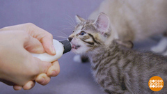 Котенок — как ребенок… Доброе утро. Фрагмент 