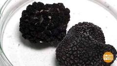 Расти, мой трюфель! Доброе утро. Фрагмент 