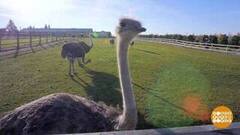 А у нас на ферме страус! А у вас? Доброе утро. Фрагмент