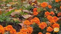 Глобальное потепление? Растения уже в курсе… Доброе утро. Суббота. Фрагмент 