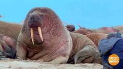 Моржи приплыли! Доброе утро. Фрагмент