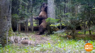 Мишки, вы попались! В фотоловушку... Доброе утро. Фрагмент