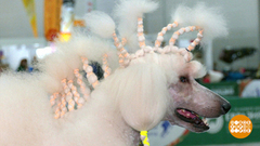 «Евразия-2024»: для всех, кто любит собак! Доброе утро. Фрагмент