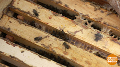 Какой будет зима? Пчелки знают! Доброе утро. Фрагмент 