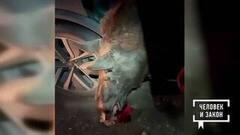 Видео недели: ДТП с лосем; пьяная оборона. Человек и закон. Фрагмент 