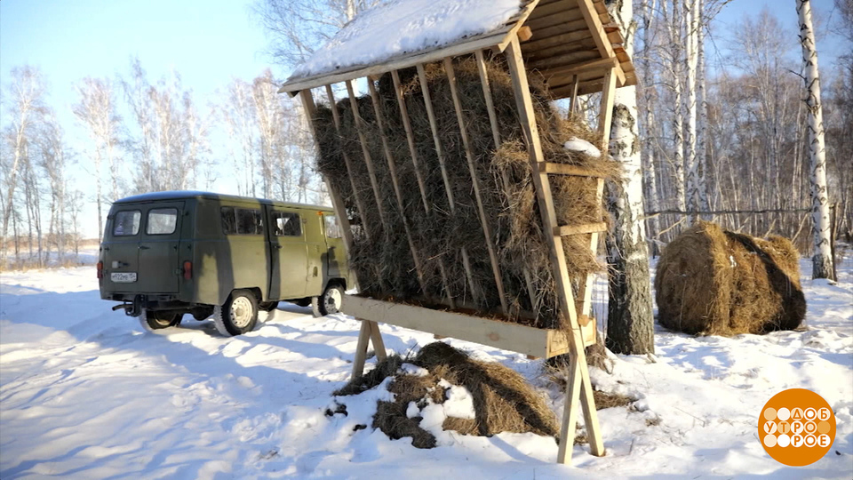 Кабанам — овес, лосям — веники. Доброе утро. Фрагмент выпуска от 09.12.2024