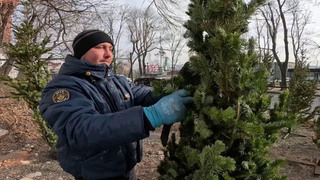 В России открываются елочные базары