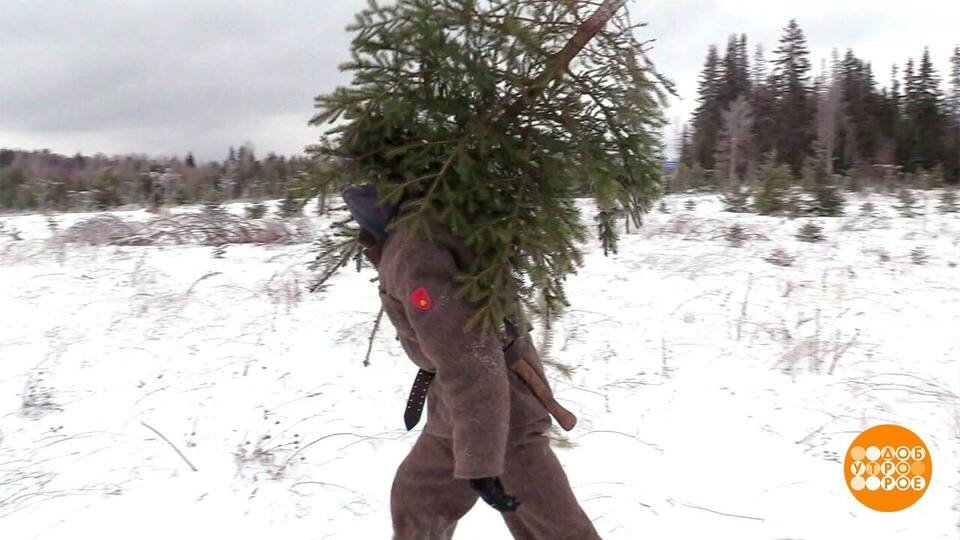 Срубили нашу елочку… Браконьеры. Доброе утро. Фрагмент выпуска от 25.12.2024