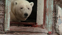 Притяжение Арктики. Документальный фильм. Анонс