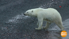 Хорошо бродить по свету! Вместе с Первым каналом. Доброе утро. Суббота. Фрагмент 