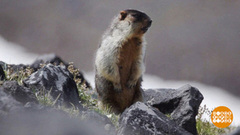 Кто-кто в заповеднике живет? А в национальном парке? Доброе утро. Суббота. Фрагмент 