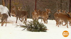 Вторая жизнь новогодней елки. Доброе утро. Фрагмент 