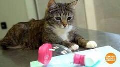 Ингалятор для кошки — еще один. Доброе утро. Фрагмент 