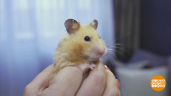 Хомячок, не скучай! Доброе утро. Фрагмент