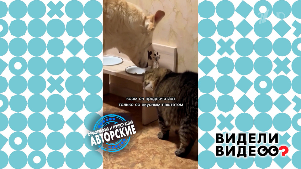 Кот-помощник. Видели видео? Фрагмент выпуска от 02.02.2025