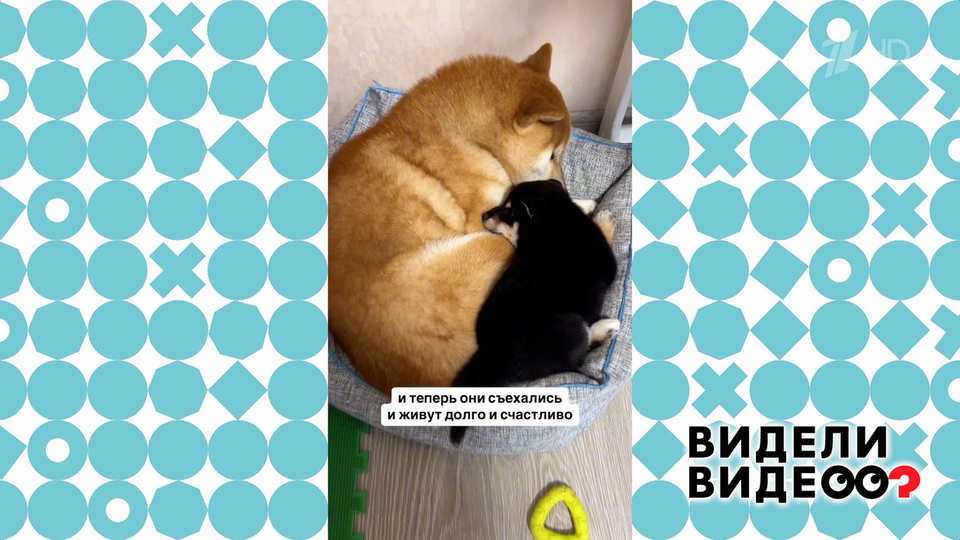 Влюбленная парочка. Видели видео? Фрагмент выпуска от 02.02.2025