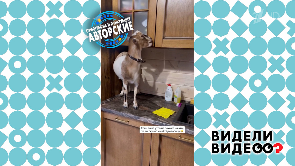 Диванная коза. Видели видео? Фрагмент выпуска от 02.02.2025