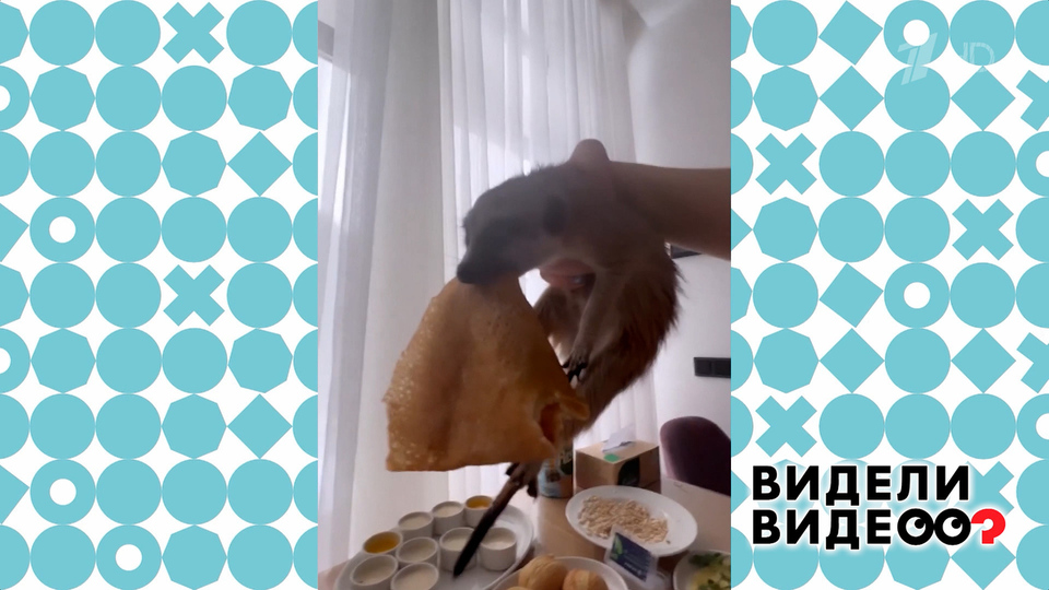 Сурикат-воришка. Видели видео? Фрагмент выпуска от 02.02.2025