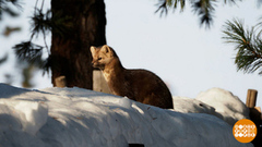 Зверушки, мы вас посчитали! Доброе утро. Фрагмент 