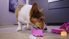 Вкусные игрушки для собак. Доброе утро. Фрагмент 