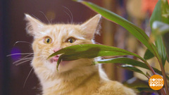 Поиграйте с котиком! Доброе утро. Фрагмент 