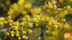 И расцвел подснежник! И мимоза тоже... Доброе утро. Фрагмент 