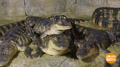 С крокодилом надо уметь договариваться. Доброе утро. Фрагмент 