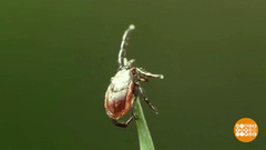 Клещи просыпаются... Пора прививаться! Доброе утро. Фрагмент 