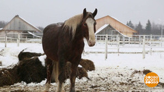 Улыбнись мне, лошадка! Доброе утро. Фрагмент 