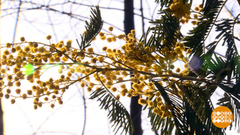 Весна идет! Весне — дорогу! Доброе утро. Суббота. Фрагмент 