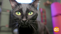 С праздником вас, котики! Доброе утро. Суббота. Фрагмент 