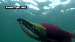 Есть ли рыба на Камчатке? АнтиФейк. Анонс