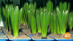 Выбираем семена на рассаду. Доброе утро. Фрагмент 