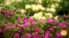 Целое море цветов! Даже целый океан... Доброе утро. Суббота. Фрагмент