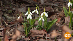 Весна идет! Со скоростью 50 км в сутки... Доброе утро. Фрагмент