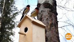 Кричат скворцы во все концы... А у нас для них — скворечник! Доброе утро. Фрагмент 