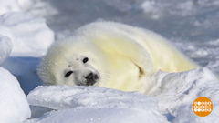 Бельки: сплошное ми-ми-ми! Доброе утро. Суббота. Фрагмент