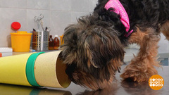 Щенок, не скучай! Доброе утро. Фрагмент 