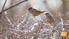 Где обедал, воробей? Доброе утро. Фрагмент 