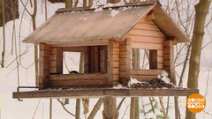 Птички, с новосельем! Доброе утро. Фрагмент 