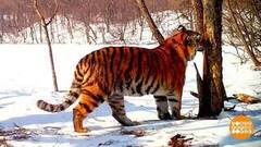 Мои соседи — тигры. Доброе утро. Фрагмент 