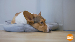 Не будите спящую собаку! Доброе утро. Суббота. Фрагмент 