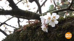 И расцвел подснежник! И сакура... Доброе утро. Суббота. Фрагмент 