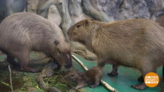 Капибар по весне считают! Доброе утро. Фрагмент 