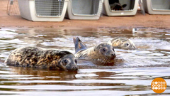 Как спасают тюленят. Доброе утро. Фрагмент 