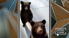 Видео недели. Происшествия. Человек и закон. Фрагмент