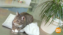 Цветы кошке — не игрушка! Доброе утро. Фрагмент